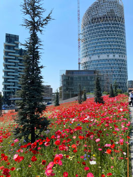 flowers in bloom at the BAM during the May event 